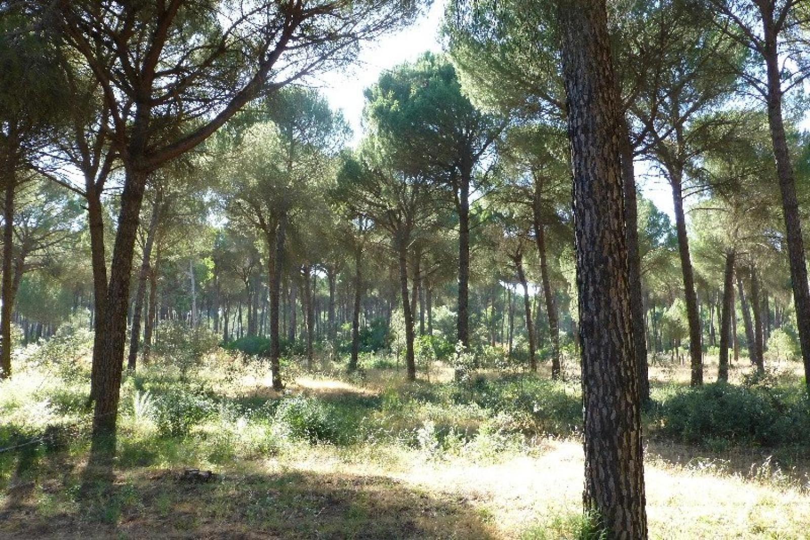 La Suite De La Reina El Rocío Extérieur photo